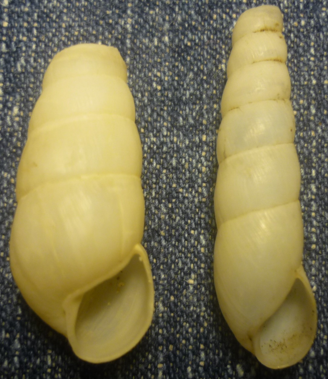 Rumina decollata